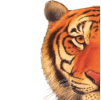 TigerView